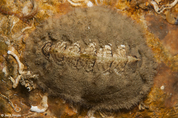 Acanthochitona fascicularis