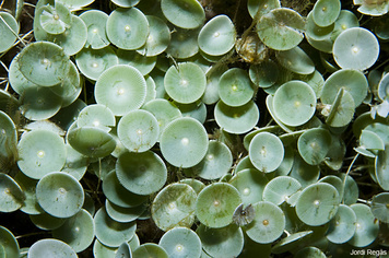 Acetabularia acetabulum