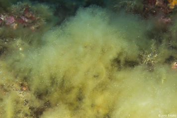 Acinetospora crinita
