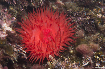 Actinia equina