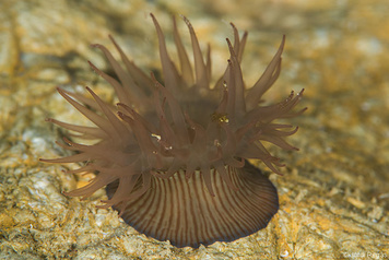 Actinia striata