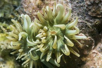 Actinothoe sphyrodeta