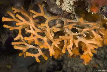 Adeonella calveti