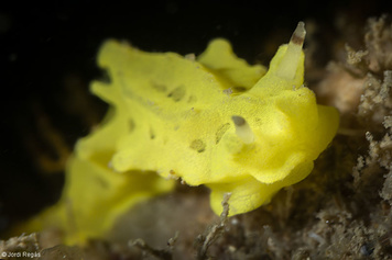 Aegires sublaevis