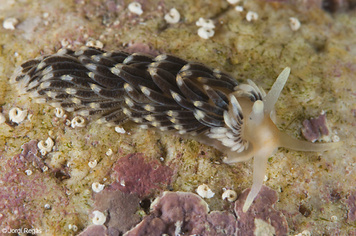 Aeolidiella alderi