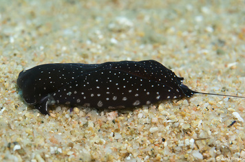 Aglaja tricolorata