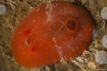 Aldisa banyulensis