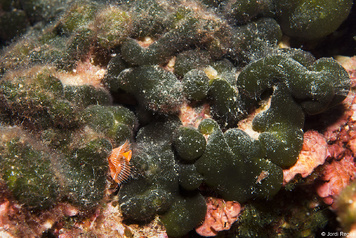 01. Algues verdes