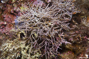 Amphiroa cryptarthrodia