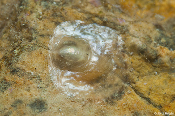 Anomia ephippium