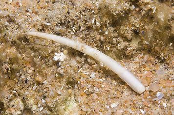 Antalis vulgaris