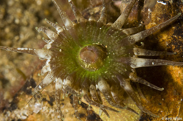 Anthopleura ballii