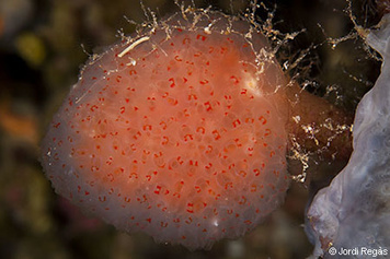 Aplidium proliferum