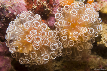 Aplidium turbinatum