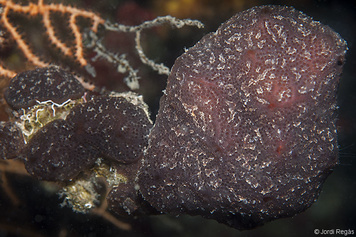 Aplidium undulatum