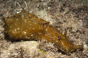 Aplysia depilans