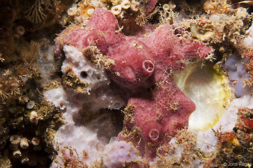 Aplysilla rosea