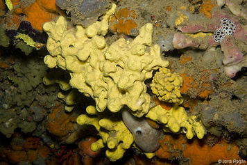 Aplysina cavernicola