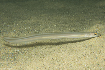 Ariosoma balearicum