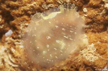 Ascidiella scabra