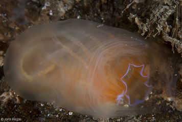 Ascidiella sp