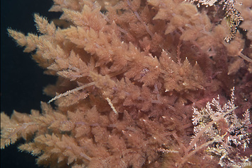 Asparagopsis armata
