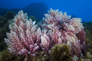 Asparagopsis taxiformis