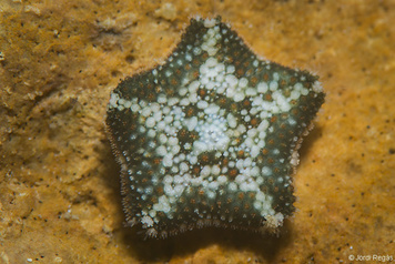 Asterina pancerii