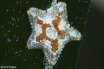 Asterina phylactica