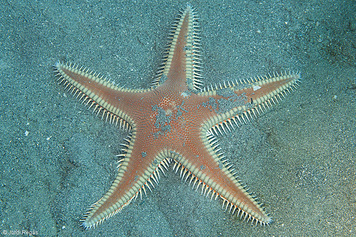 Astropecten aranciacus