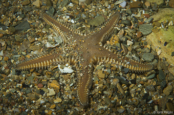 Club de Inmersión Biología :: 18. Estrellas de mar, Marthasterias glacialis