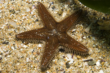 Astropecten spinulosus