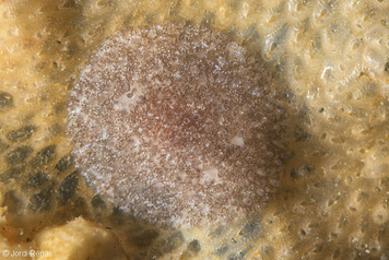 Atalodoris pusilla