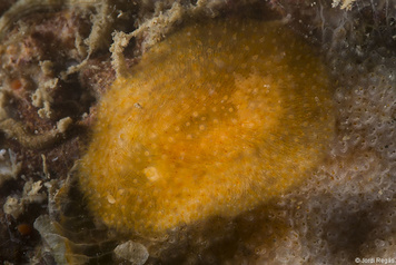 Atalodoris sparsa
