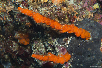 Axinella cannabina