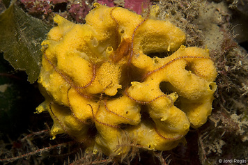 Axinella damicornis