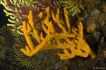 Axinella polypoides