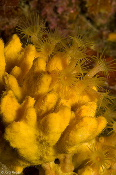 A.verrucosa a menudo comparte el espacio con Parazoanthus