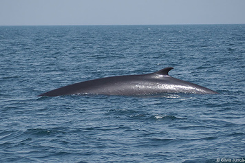 Balaenoptera physalus