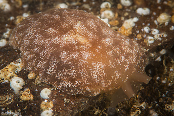 Pleurehdera stellata