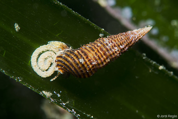 Bittium reticulatum