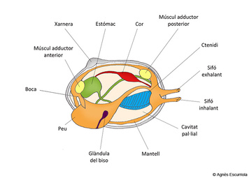  Bivalve