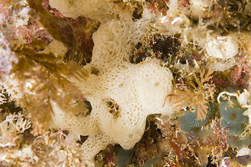 Borojevia cerebrum