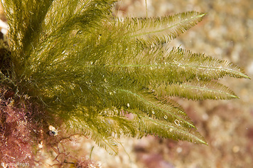 Bryopsis plumosa