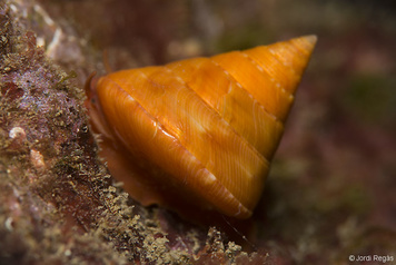 Calliostoma conulus