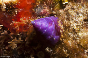 Calliostoma laugieri