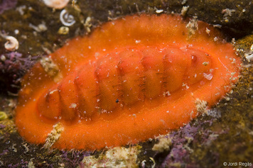 Callochiton septemvalvis