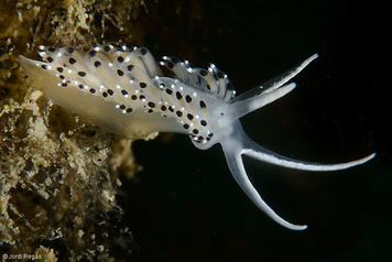 Caloria elegans