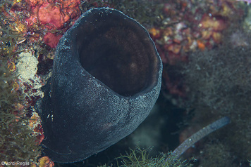 Calyx nicaeensis