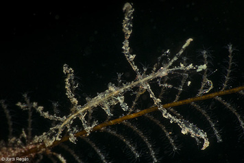 Caprella sp